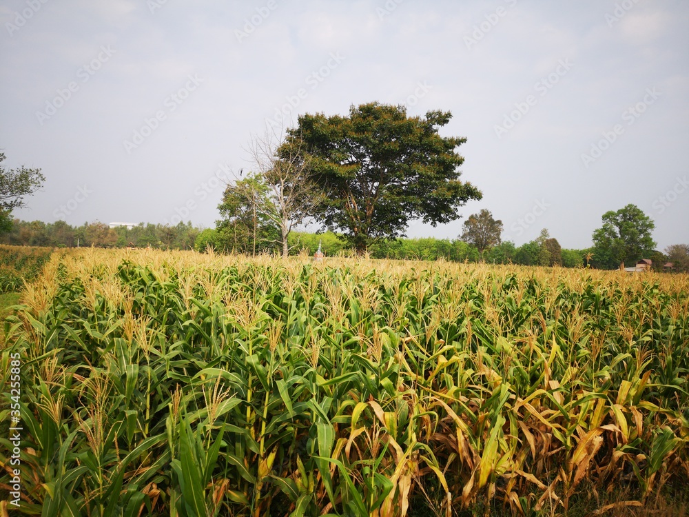 Corn farm in the afternoon of the day
Corn farm in the afternoon of the day