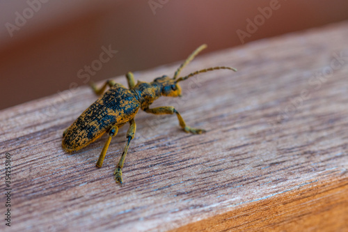 An oak pliers (Rhagium sycophanta) sits on a  brown wooden bench and enjoys the shade in summer photo