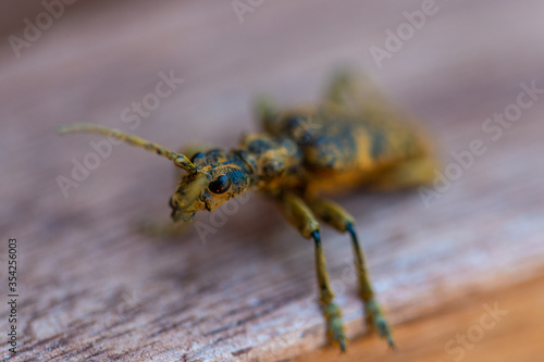 An oak pliers (Rhagium sycophanta) sits on a  brown wooden bench and enjoys the shade in summer photo