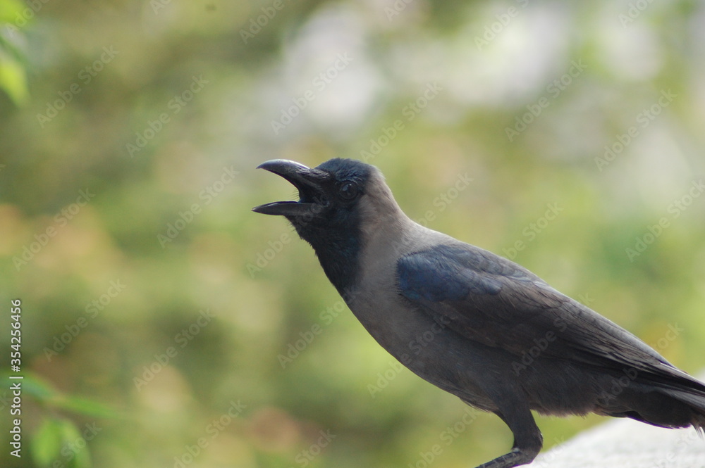 Crow Crow
