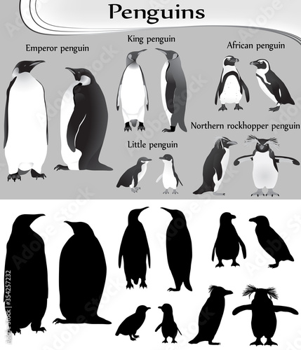 Collection of different species of penguins in black-white image and silhouette: emperor, king, little, african, northern rockhopper