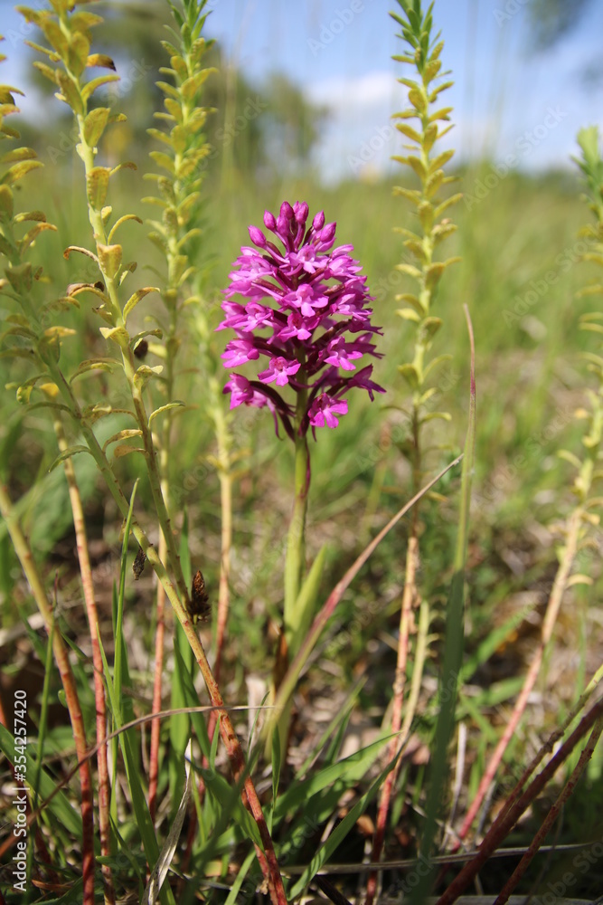 Fototapeta premium Wilde Orchidee, Fuchsia, Taubergiessen, Pyramiden-Hundswurz (Anacamptis pyramidalis)