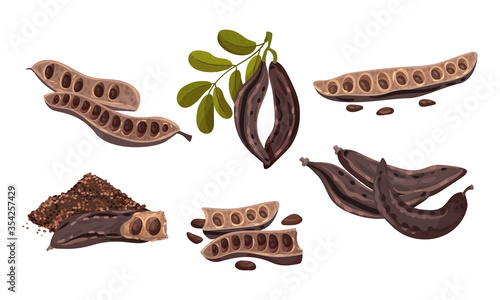Carob Plant Edible Pods Isolated on White Background Vector Set
