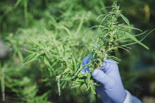Cannabis plant bud in hand close up. Farmer examination marijuana (Cannabis sativa) flowering cannabis plant and bud, alternative herbal medicine concept