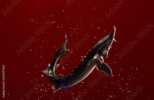 Living fish flying with water flowers in the red background