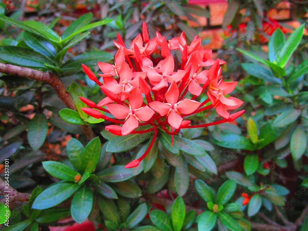 A bunch of red jungle flame flowers A bunch of red jungle flame flowers