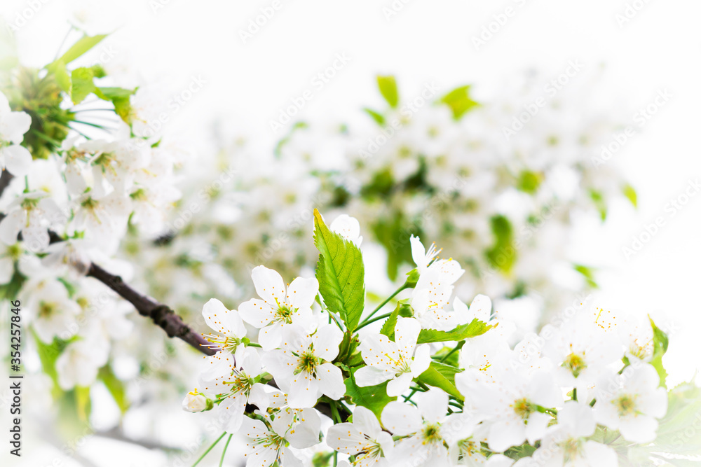Cherry flowering close-up. Gentle, light background of tree branches. White flowers and green leaves on a white sky background. Beautiful natural background. Spring landscape.