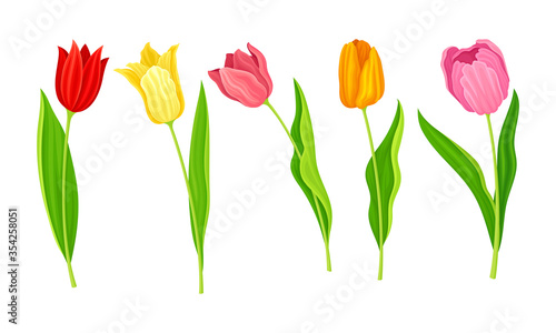 Cup-shaped Tulip Flowers with Bright Actinomorphic Buds on Green Stem with Cauline Leaves Vector Set photo