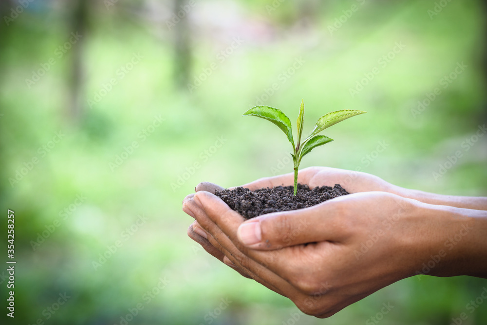 Trees grow in human hands. Natural green bokeh background, Ecological concept, World environment day. Trees grow in human hands. Natural green bokeh background, Ecological concept, World environment day.