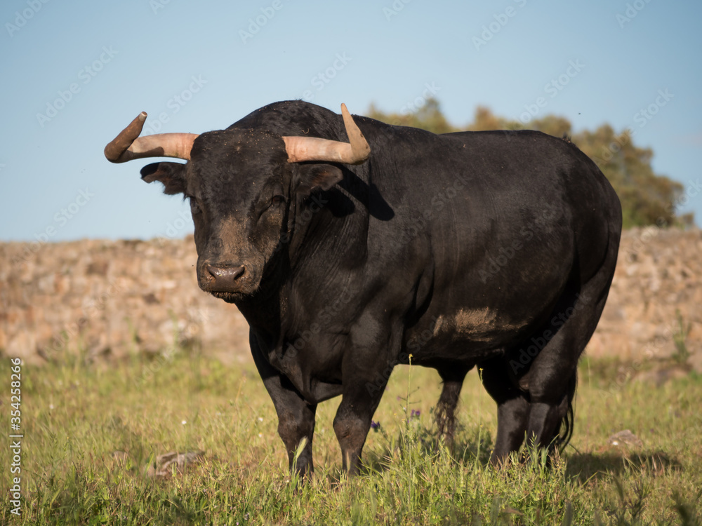 Six year old spanish bull in a meadow in spring looking at camera.