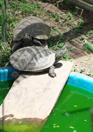 クサガメとイシガメ photo