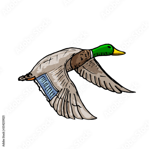 vector sketch wild bird