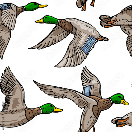 vector sketch wild bird