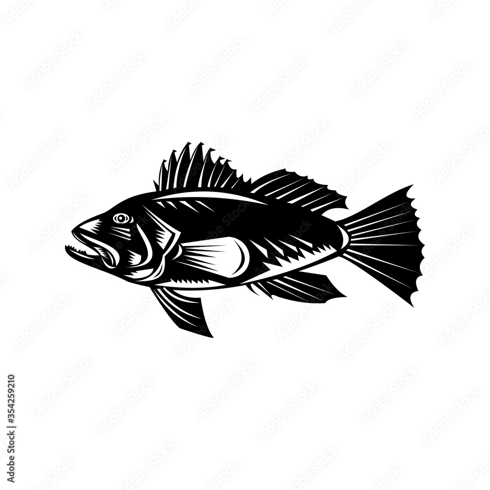 Black Sea Bass or Asian Sea Bass Side View Retro Woodcut Black and