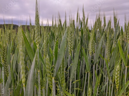 Stalk head of young bread wheat growing in a field