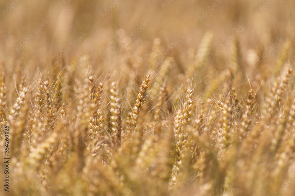 Fototapeta premium 麦畑
