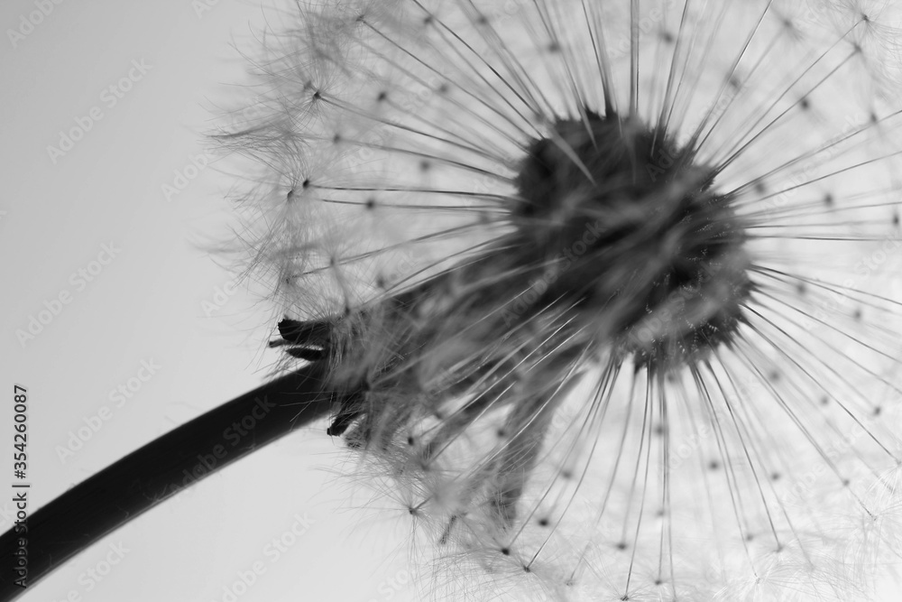 Obraz premium B&W Macro of dandelion