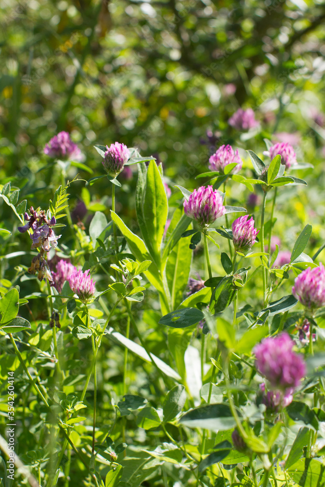 wild clover flowers for nature and springtime power, Europe flora wild clover flowers for nature and springtime power, Europe flora