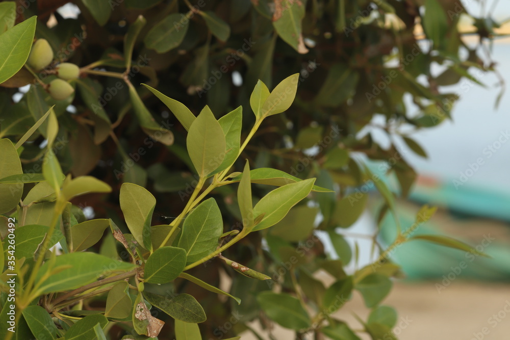 close up of green leaves