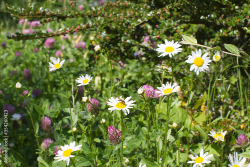 daisies and clovers, shrub and grass for beautiful various environment
