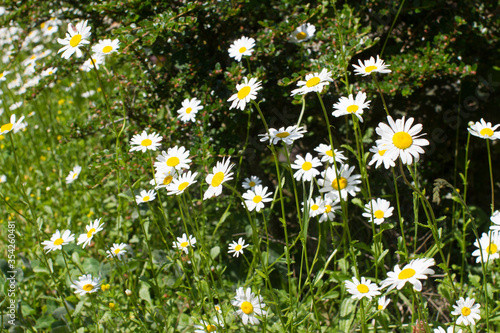 nature still life - wild daisy flowers or Leucanthemum Vulgare in springtime