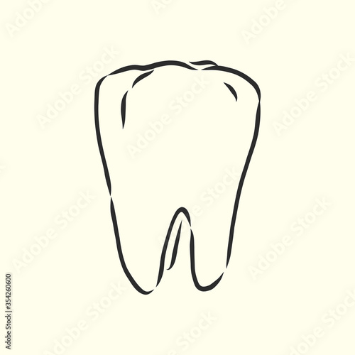 Hand-drawn black lines sketch molar, tooth. Doodle drawing. Object, Element, manuals, books or packaging, isolated vector . human tooth, vector sketch illustration