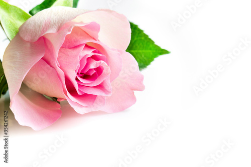 delicate pink rose on a white background and place for text