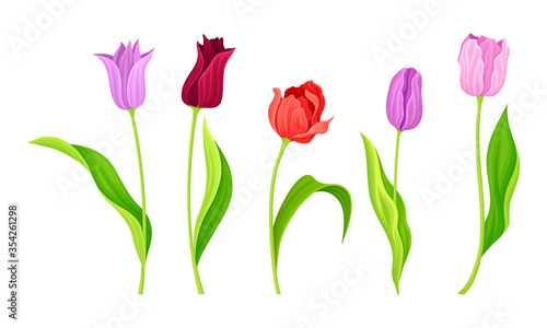 Cup-shaped Tulip Flowers with Bright Actinomorphic Buds on Green Stem with Cauline Leaves Vector Set. Spring-blooming Perennial Herbaceous Bulbiferous Plant.