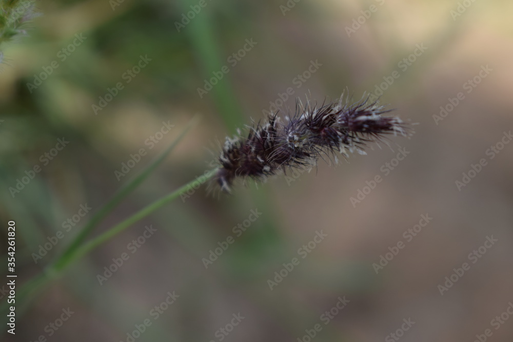 Buffel Grass OR Cenchrus Ciliaris grass is a • Perennial clumps with high seed production and an aggressive invader.Native to Africa,Australia and India.