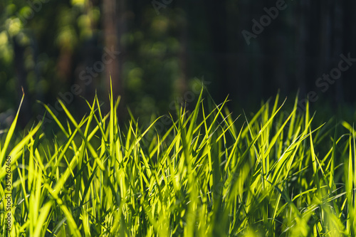 Grass and green leaves Natural ligh