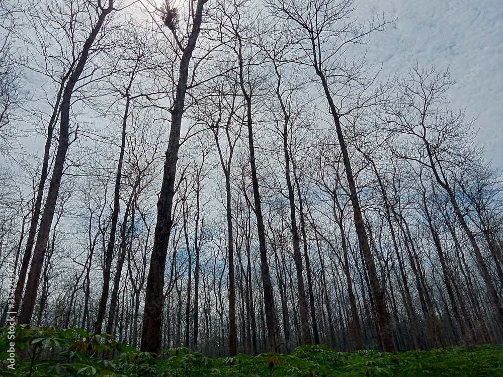 Teak trees that are blossoming with a view of the blue sky and sunlight Teak trees that are blossoming with a view of the blue sky and sunlight