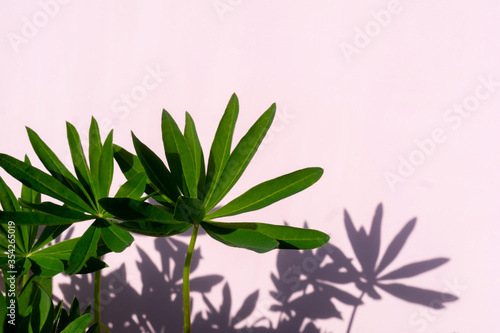 Abstract leaves and shadow on pink background.
