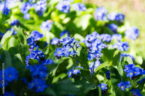 Gentiana cruciata Latin Gentiana cruciata. Garden decorative flower. Blue spring flowers