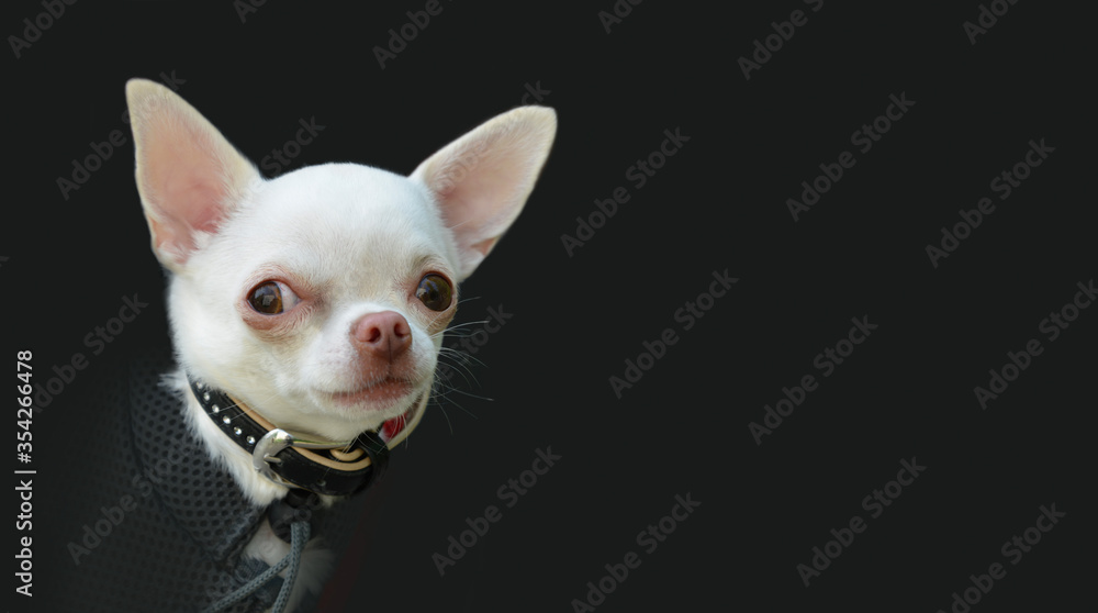 Portrait of a female pet dog on dark grey background.