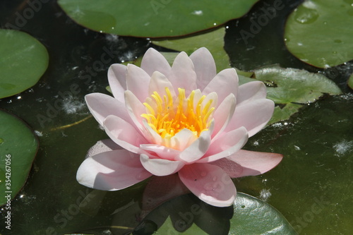 Seerose