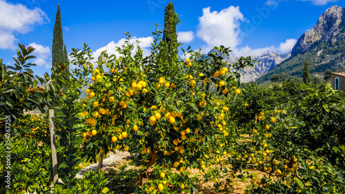 a mediterranean lemon tree full of ripened flavorful lemons outside in the idyllic mountain valley soller in the sunshine photo
