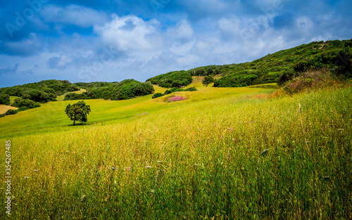 vista of a serene juicy oat meadow with a tree outside in the sunlight and nice cloudscape nearby es grau, minorca