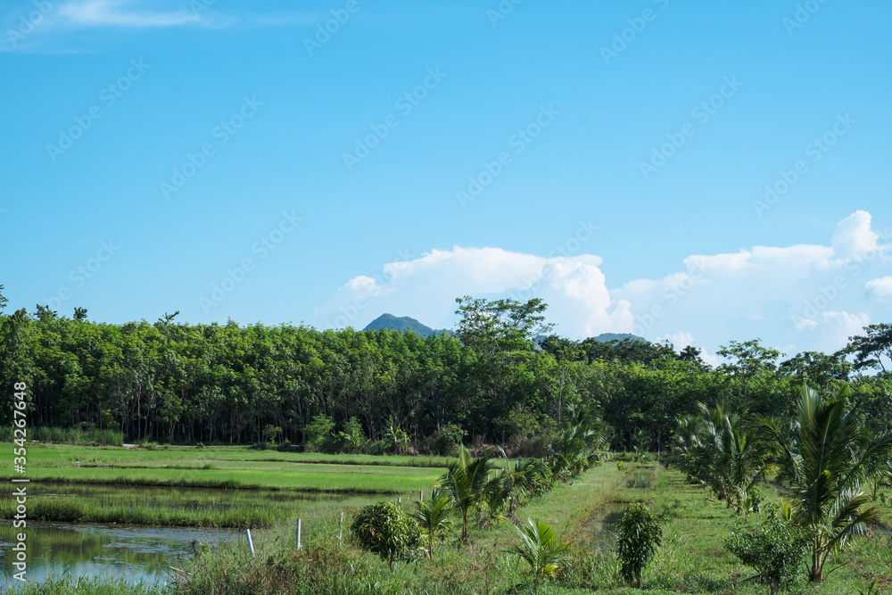 The natural landscape Rice field green grass blue sky cloud cloudy landscape background.