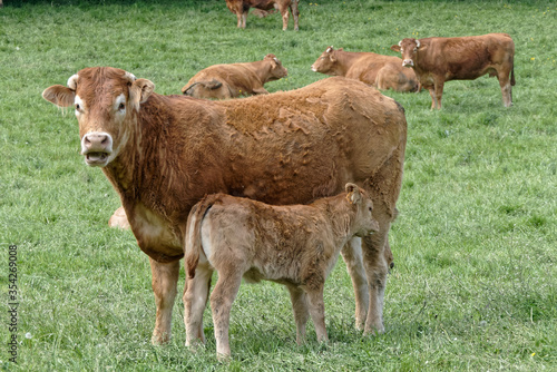 Vache de race Limousine et son veau - France