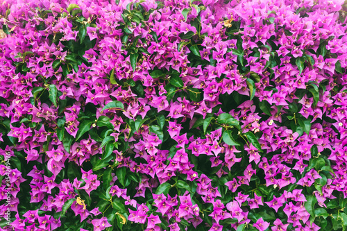 Delightful lush flowers in sunlight on the wall.