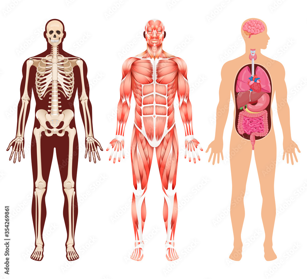 Human organ skeleton and muscular system vector illustrations. Human organ skeleton and muscular system vector illustrations.