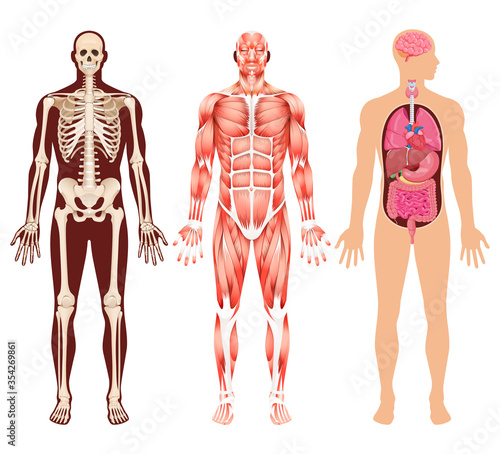 Human organ skeleton and muscular system vector illustrations.