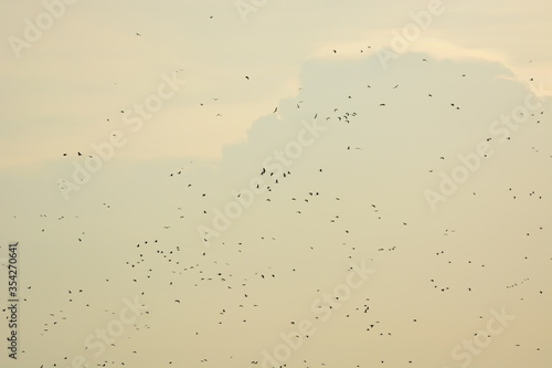 Flock of birds in the evening of the day 