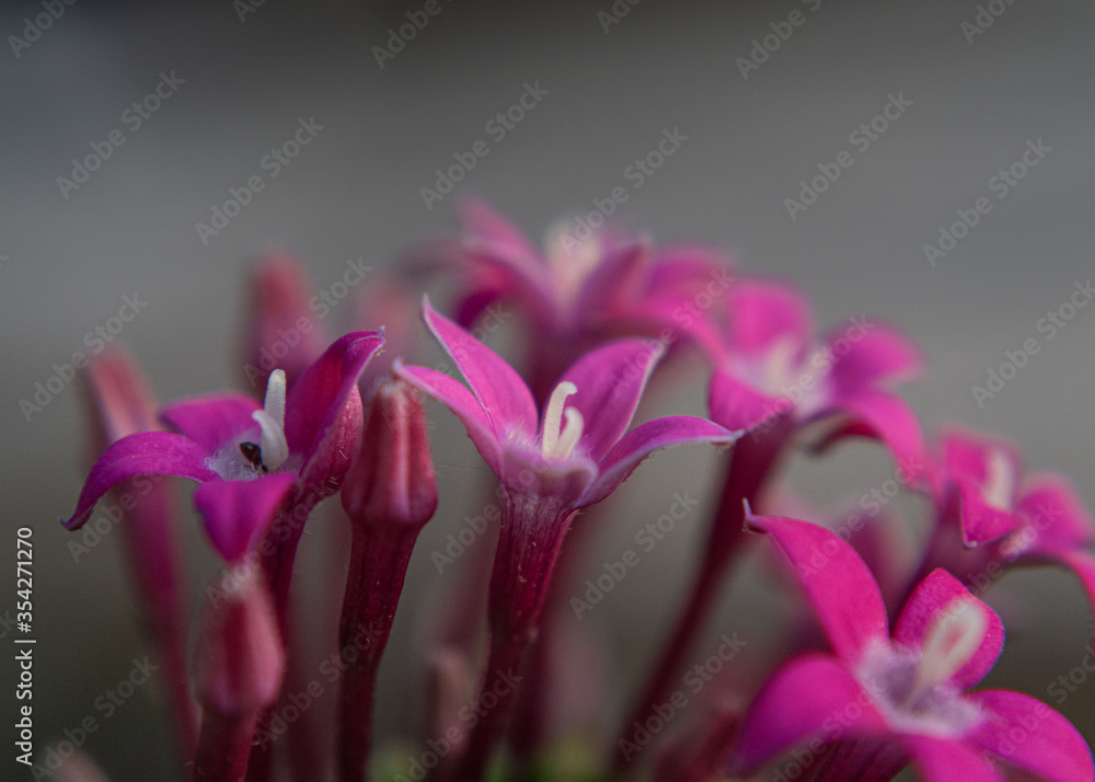 Gillyflower pink magenta spring flowers