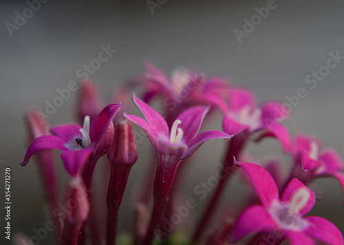 Gillyflower pink magenta spring flowers