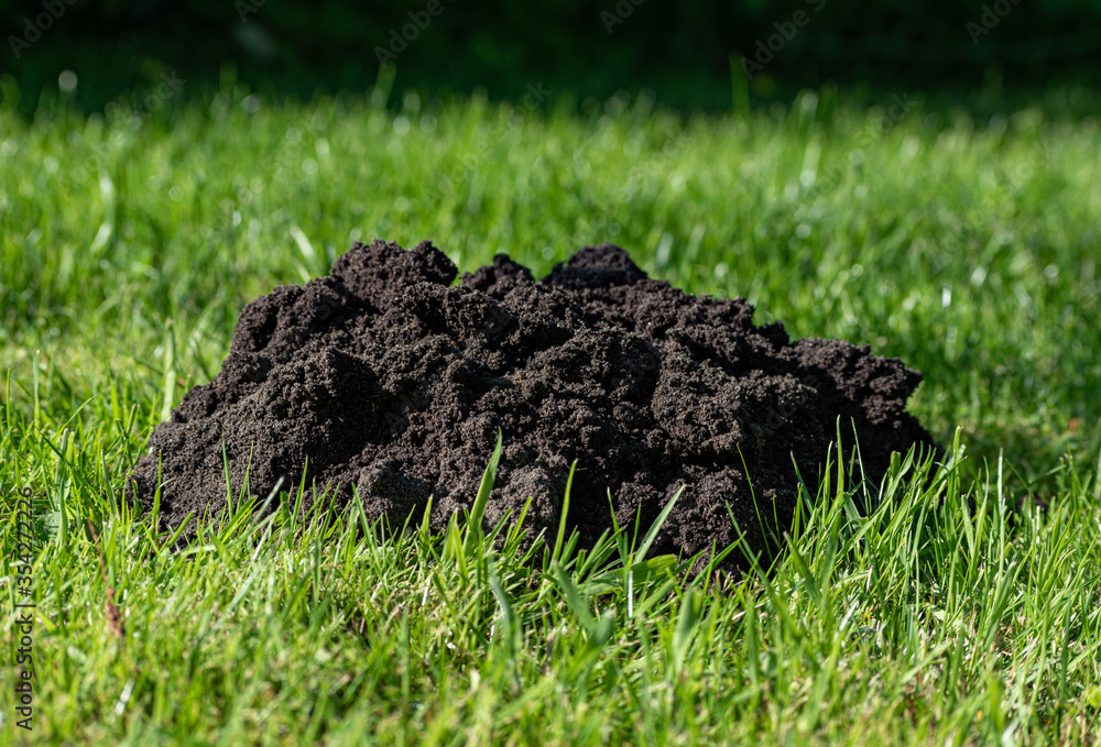 Closeup of an isolated molehill on green grass