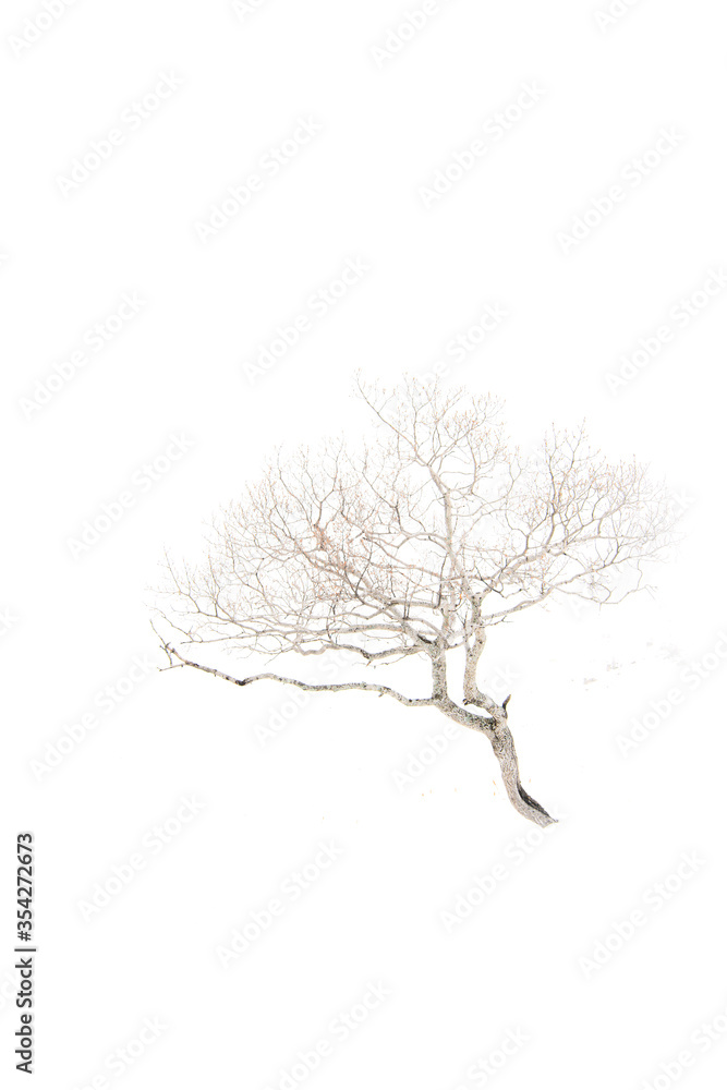 Obraz premium Árbol minimalista