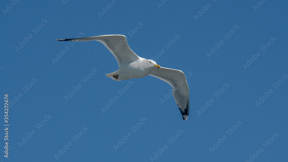 seagull is flying on the blue sky. clearly see the wings, feather, legs, eyes and body. seagull flies look elegant and some can fly in extraordinary way. seagull is flying on the blue sky. clearly see the wings, feather, legs, eyes and body. seagull flies look elegant and some can fly in extraordinary way.