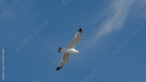 seagull is flying on the blue sky. clearly see the wings  feather  legs  eyes and body. seagull flies look elegant and some can fly in extraordinary way. 