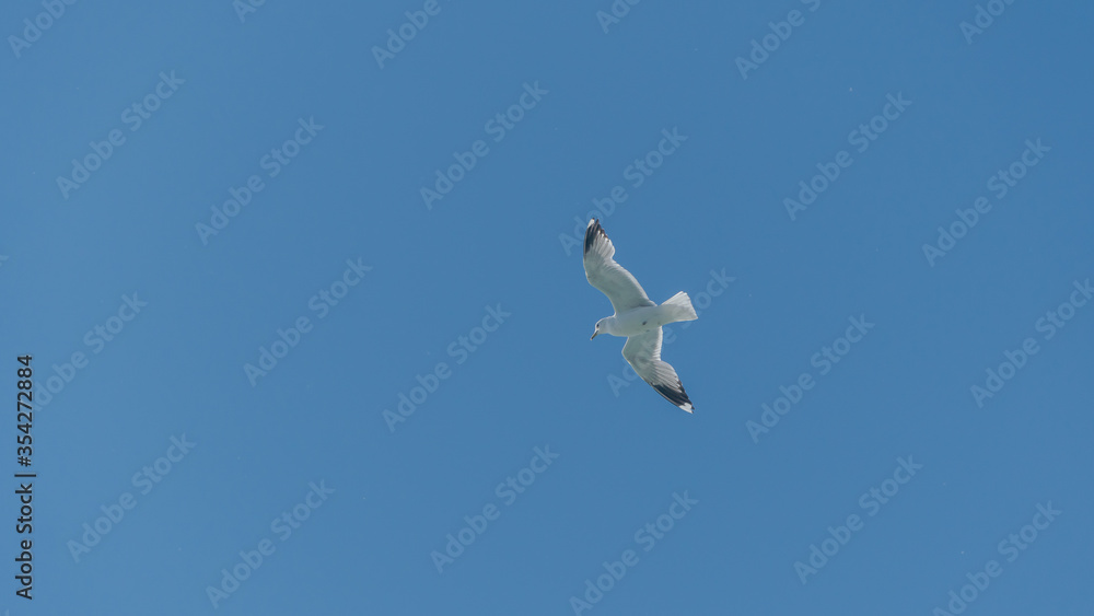 seagull is flying on the blue sky. clearly see the wings, feather, legs, eyes and body. seagull flies look elegant and some can fly in extraordinary way. seagull is flying on the blue sky. clearly see the wings, feather, legs, eyes and body. seagull flies look elegant and some can fly in extraordinary way.